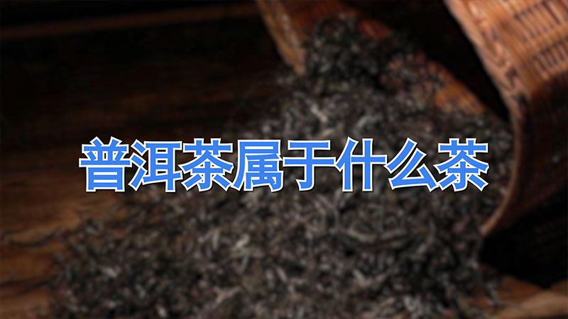 普洱茶屬于什么茶