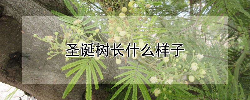 圣誕樹長什么樣子