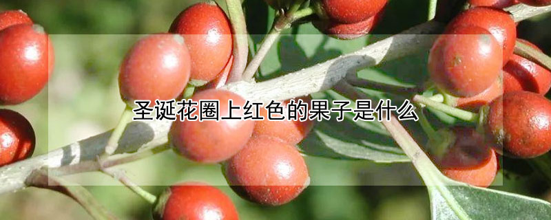 圣誕花圈上紅色的果子是什么