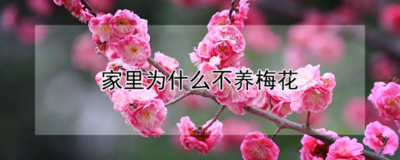 家里為什么不養(yǎng)梅花