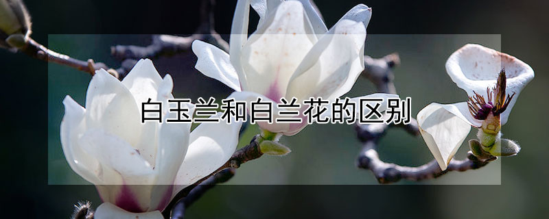 白玉蘭和白蘭花的區(qū)別