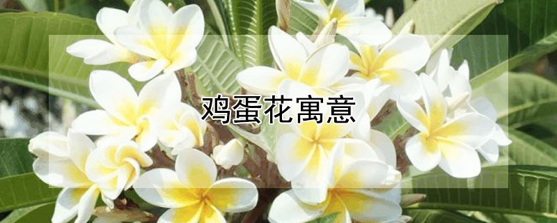 雞蛋花寓意