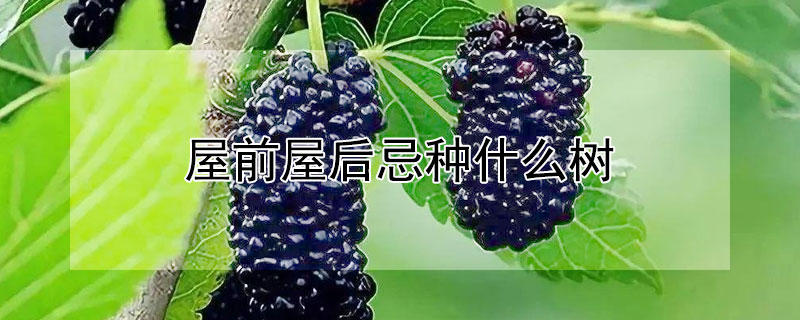 屋前屋后忌種什么樹