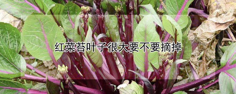 紅菜苔葉子很大要不要摘掉