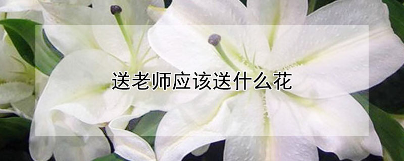 送老師應(yīng)該送什么花