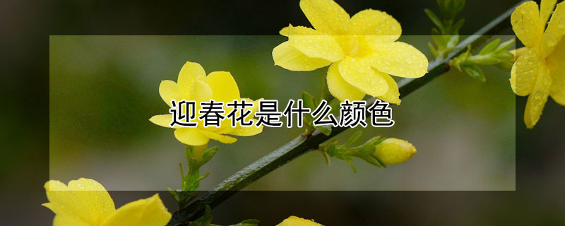 迎春花是什么顏色