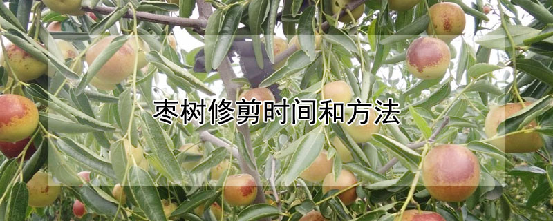 棗樹修剪時間和方法