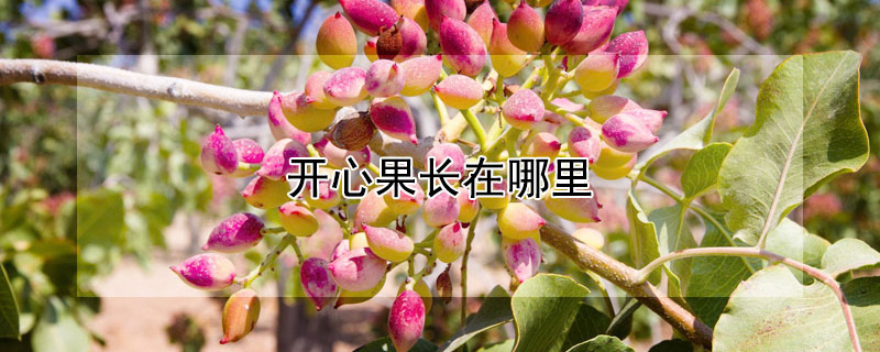 開心果長在哪里