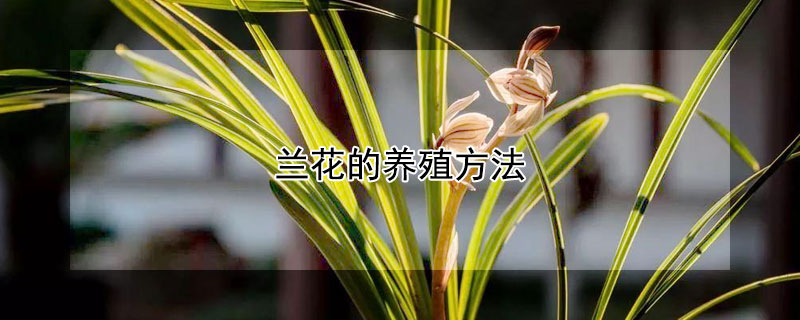 蘭花的養(yǎng)殖方法