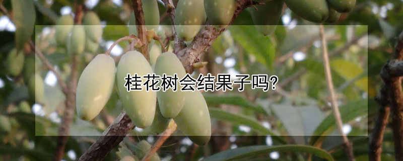 桂花樹(shù)會(huì)結(jié)果子嗎?