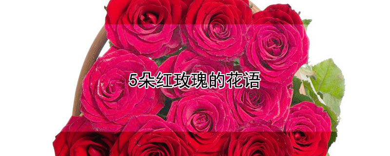 5朵紅玫瑰的花語