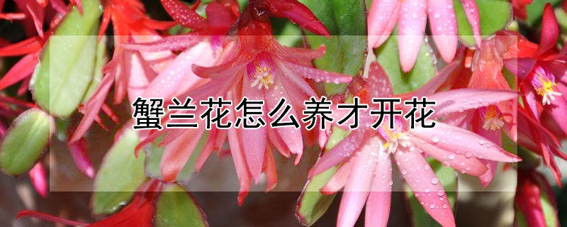 蟹蘭花怎么養才開花