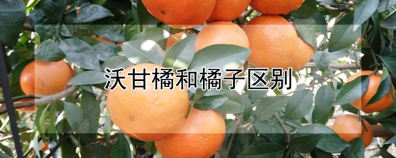 沃甘橘和橘子區(qū)別