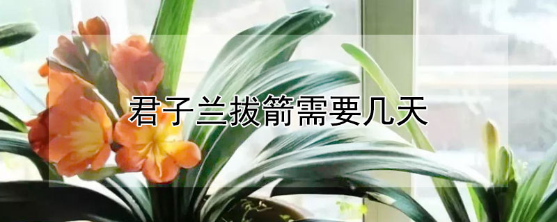 君子蘭拔箭需要幾天