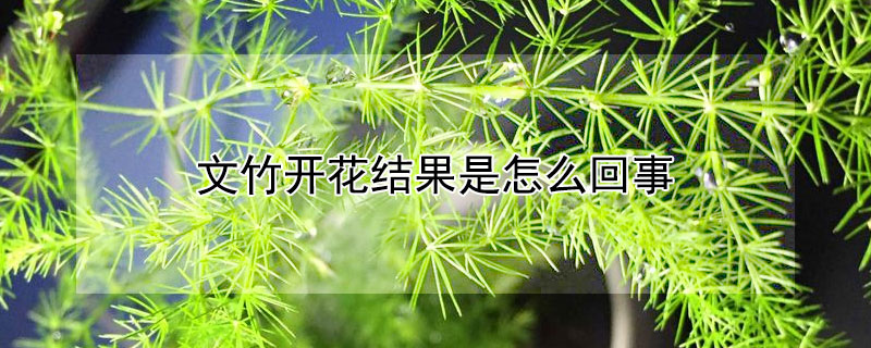 文竹開花結果是怎么回事