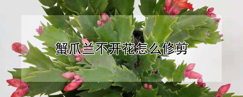 蟹爪蘭不開花怎么修剪