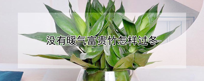 沒(méi)有暖氣富貴竹怎樣過(guò)冬