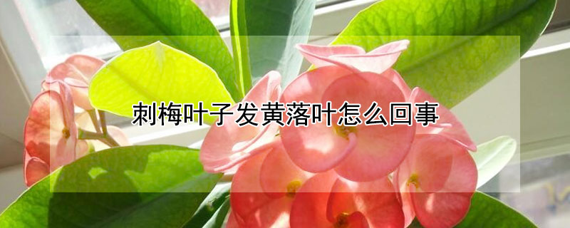 刺梅葉子發(fā)黃落葉怎么回事