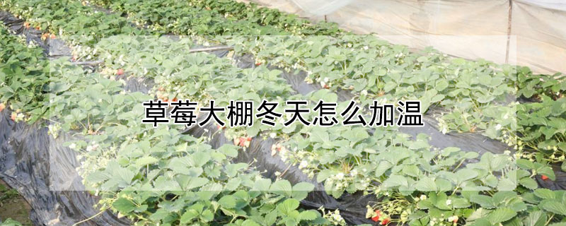 草莓大棚冬天怎么加溫