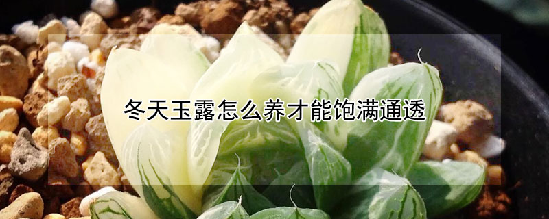 冬天玉露怎么養(yǎng)才能飽滿通透