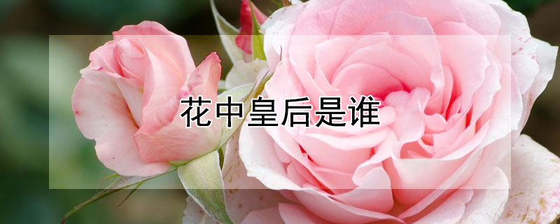 花中皇后是誰(shuí)