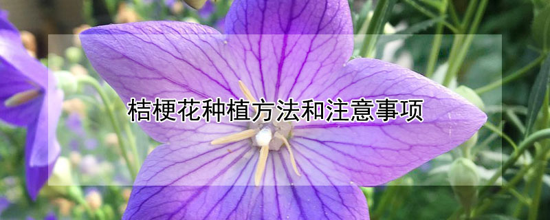 桔梗花種植方法和注意事項(xiàng)