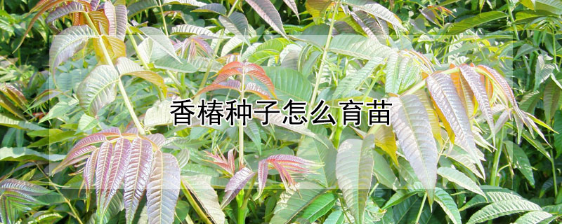 香椿種子怎么育苗