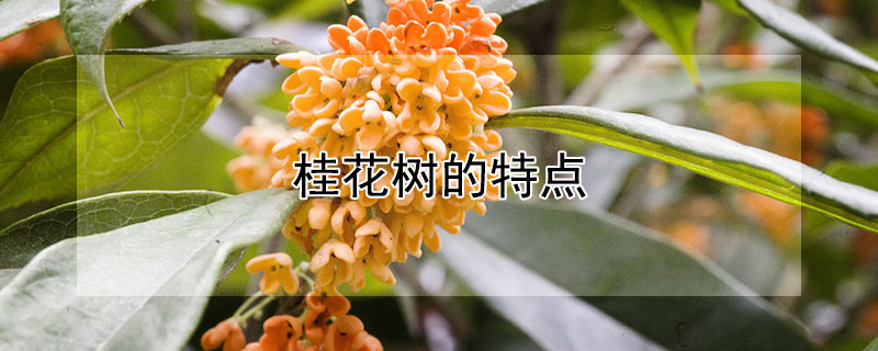 桂花樹(shù)的特點(diǎn)