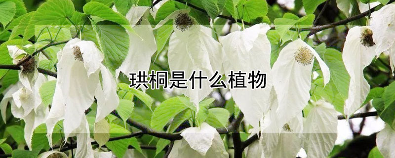 珙桐是什么植物