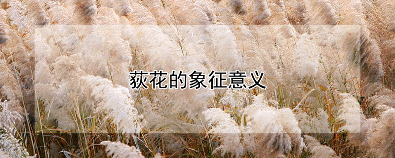 荻花的象征意義