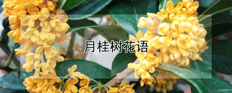 月桂樹(shù)花語(yǔ)