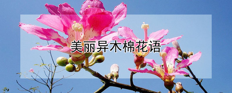 美麗異木棉花語(yǔ)