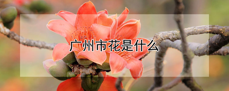 廣州市花是什么