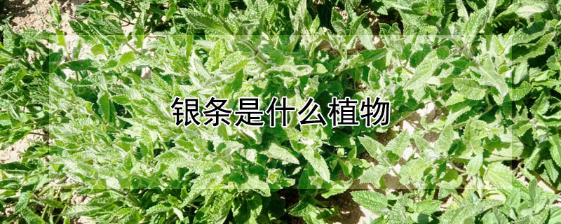 銀條是什么植物