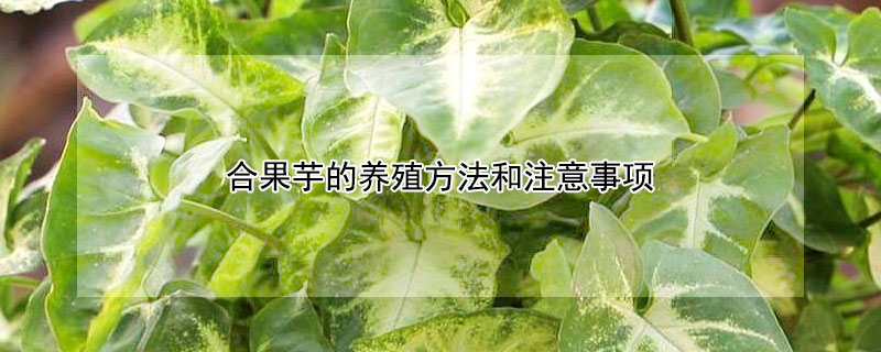 合果芋的養(yǎng)殖方法和注意事項(xiàng)