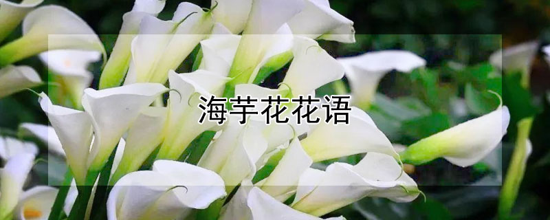 海芋花花語(yǔ)