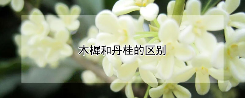 木樨和丹桂的區(qū)別