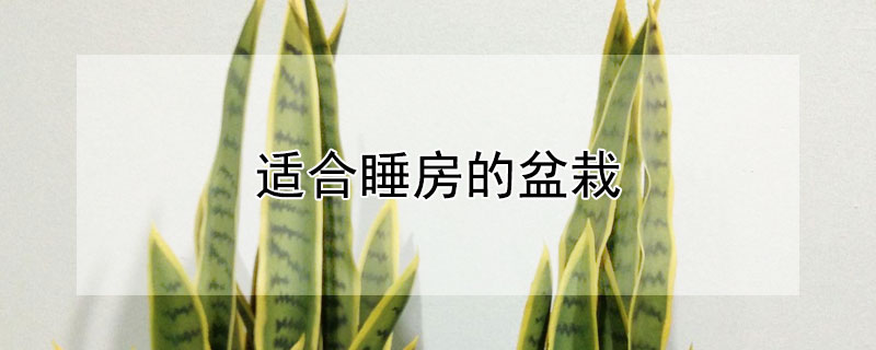 適合睡房的盆栽