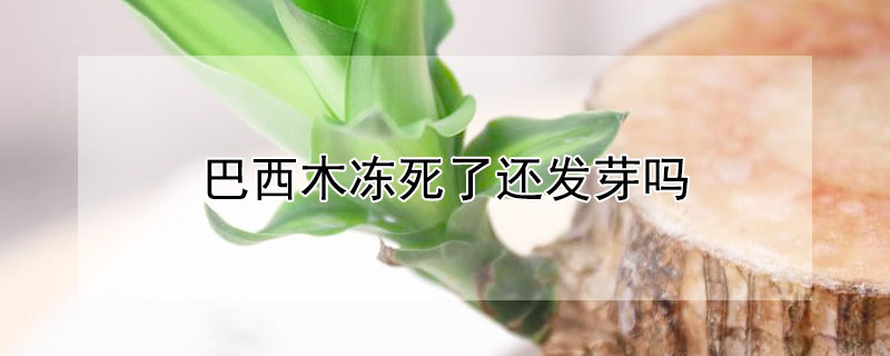 巴西木凍死了還發芽嗎