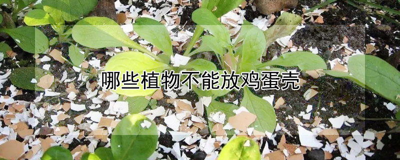 哪些植物不能放雞蛋殼