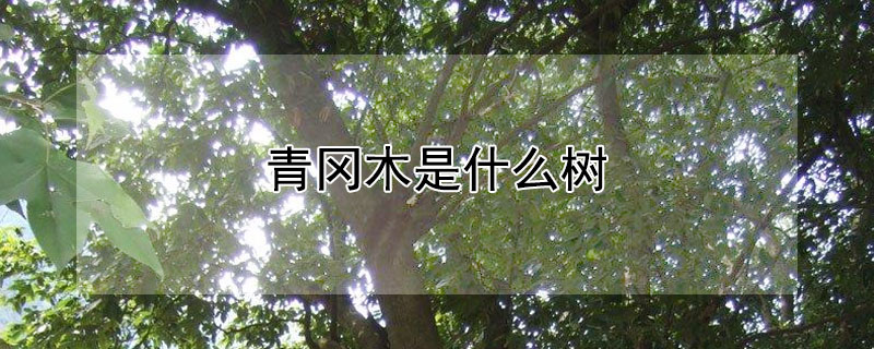 青岡木是什么樹