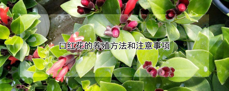 口紅花的養(yǎng)殖方法和注意事項(xiàng)