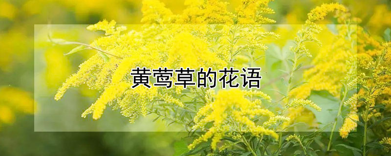 黃鶯草的花語(yǔ)