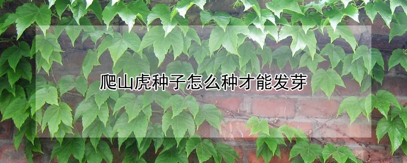 爬山虎種子怎么種才能發(fā)芽