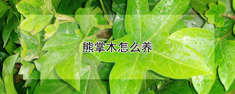 熊掌木怎么養(yǎng)