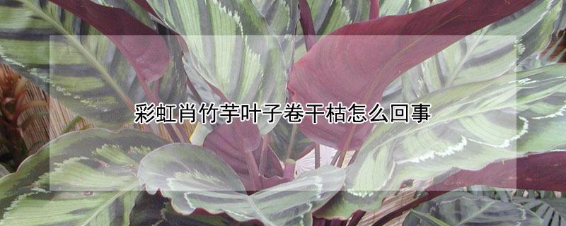 彩虹肖竹芋葉子卷干枯怎么回事