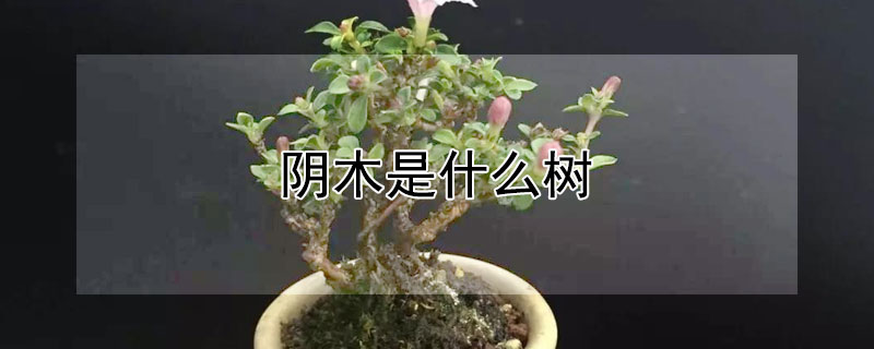 陰木是什么樹