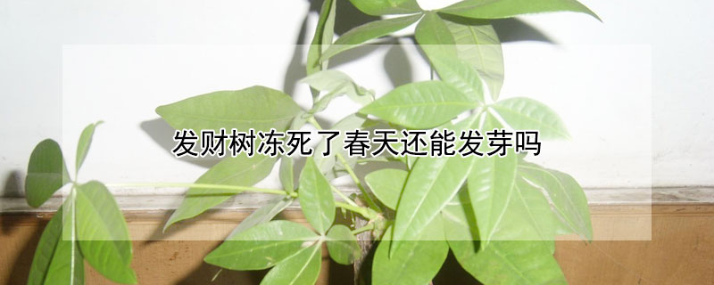 發財樹凍死了春天還能發芽嗎