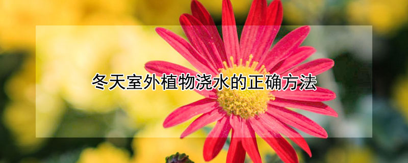 冬天室外植物澆水的正確方法