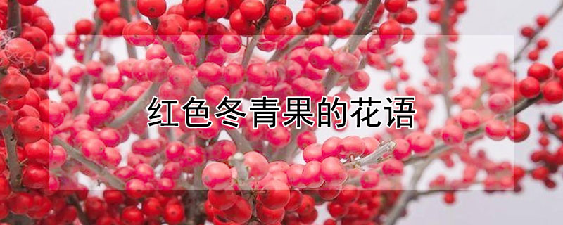 紅色冬青果的花語(yǔ)